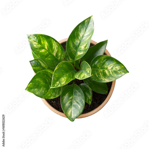 Aerial View of Vibrant Potted Plant with Lush Green Leaves for Interior Decor