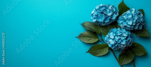 Three Beautiful Sky Blue Hydrangeas with Lush Green Leaves Against a Plain Azure Background
