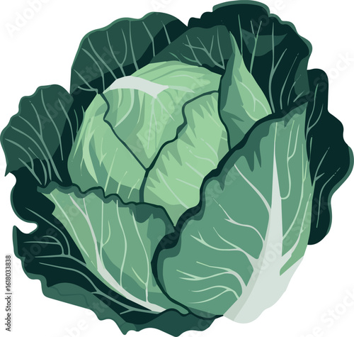 Vibrant cabbage illustration with detailed leaves and stem
