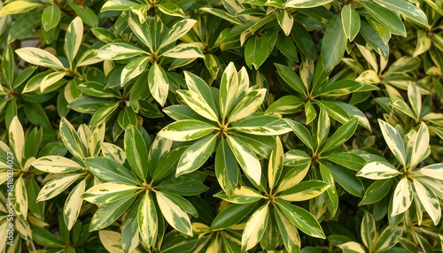 Wallpaper Mural Variegated leaves close-up Torontodigital.ca