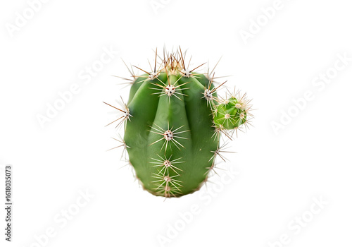 Close-up of a small cactus plant.