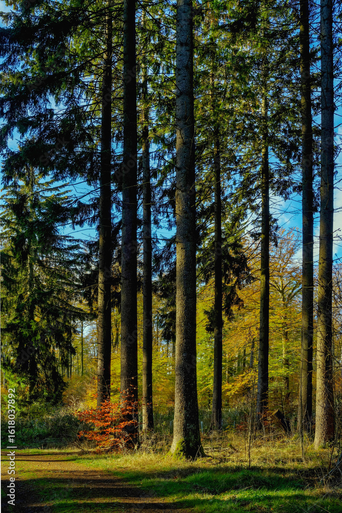 Fototapeta premium Herbst Farbenfroh Licht Sonne Stadtgrün im Park