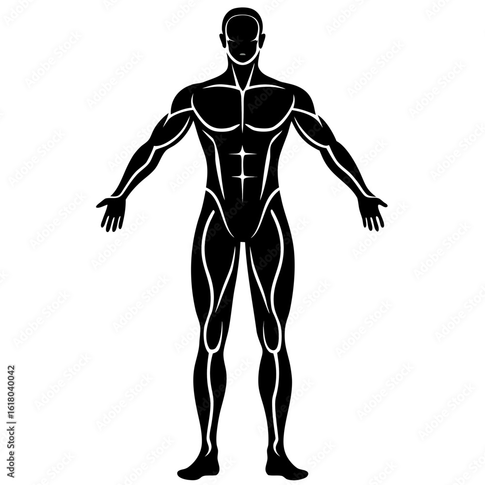 Fototapeta premium human body anatomy