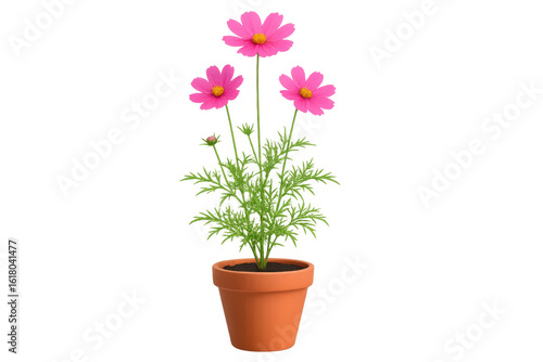 Wallpaper Mural Pink cosmos flowers blossoming in terracotta container, highlighting delicate petals against clean white backdrop Torontodigital.ca