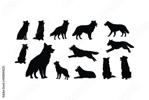 Border collies in various poses dogs silhouette