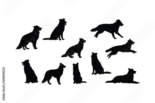 Border collies in various poses dogs silhouette