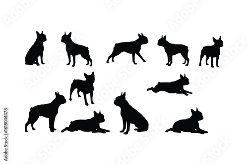 Boston terriers in various poses dogs animal