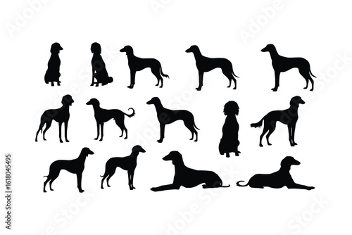 Elegant sighthound silhouettes various poses black white