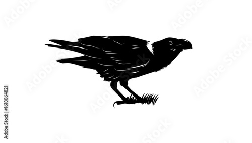 White-Necked Raven, black isolated silhouette