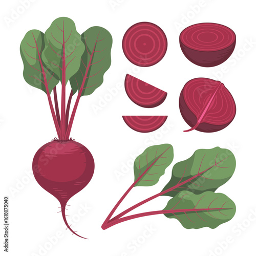 Vector illustration single and set of beetroot in cartoon flat style. Whole, cut, sliced of organic healty beet vegetable farmer product. Set of beet in different forms isolated on white background
