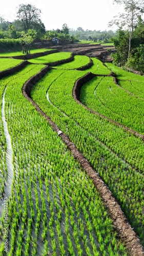 Lush green rice terraces of traditional agriculture
