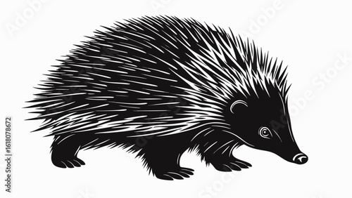 Illustration of a black echidna with white spines walking on a white background in vector format silhouette