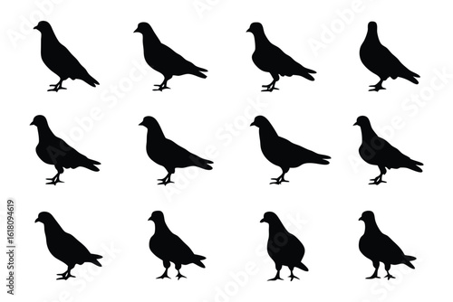A Flock of Pigeons Silhouettes: A striking, monochromatic silhouette showcases a flock of pigeons in various stances and poses, a versatile graphic for a range of uses.