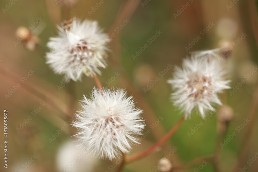 flower of a dandelion macro flower background flower of a dandelion macro flower background