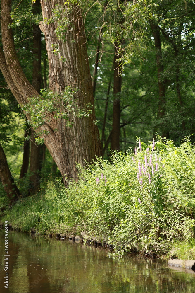 Obraz premium river big trees and purple wild lavender flowers in the grass nature photography