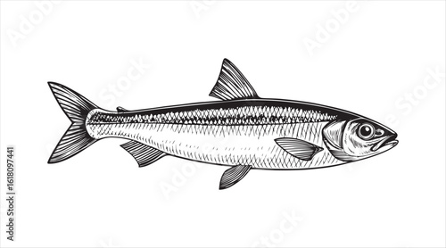 Basic black outline vector illustration. European smelt fish. Seafood. Ink sketch

