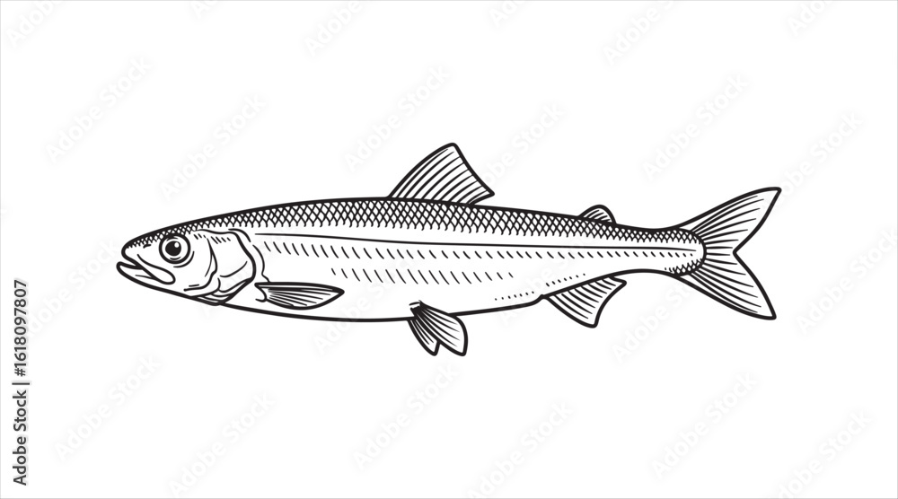 Fototapeta premium Plain black outline vector art. European smelt fish. Seafood. Ink drawing
