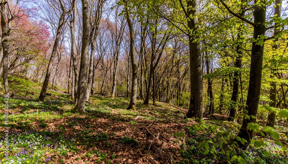 Obraz premium Spring forest floor