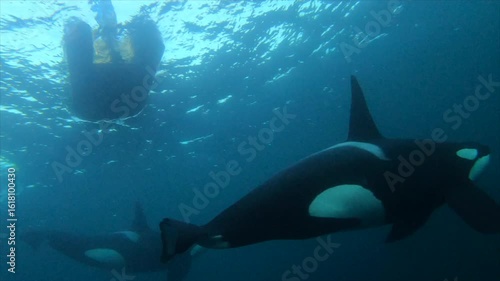 A pod of orcas led by two massive males passes between the underwater camera and the ocean surface where a drifting boat floats. Filmed from a low angle, ending with a dramatic surface splash.