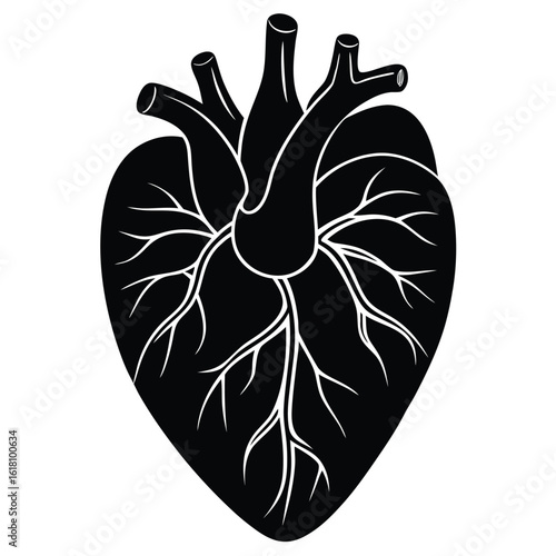 Anatomical heart vector art illustration
