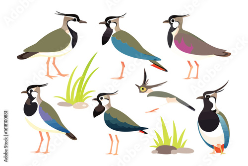 Northern lapwing's poses: An illustrated collection of Northern lapwings in various postures against an inviting background.