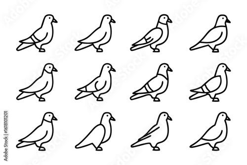 Twelve Pigeons' Lineup: A graphic illustration featuring twelve pigeons arranged, offering a view into the delicate beauty and streamlined elegance of each pigeon.