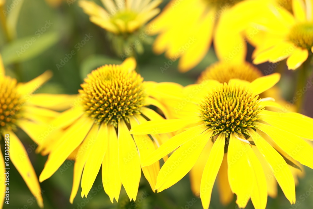 Fototapeta premium yellow chrysanthemum flowers