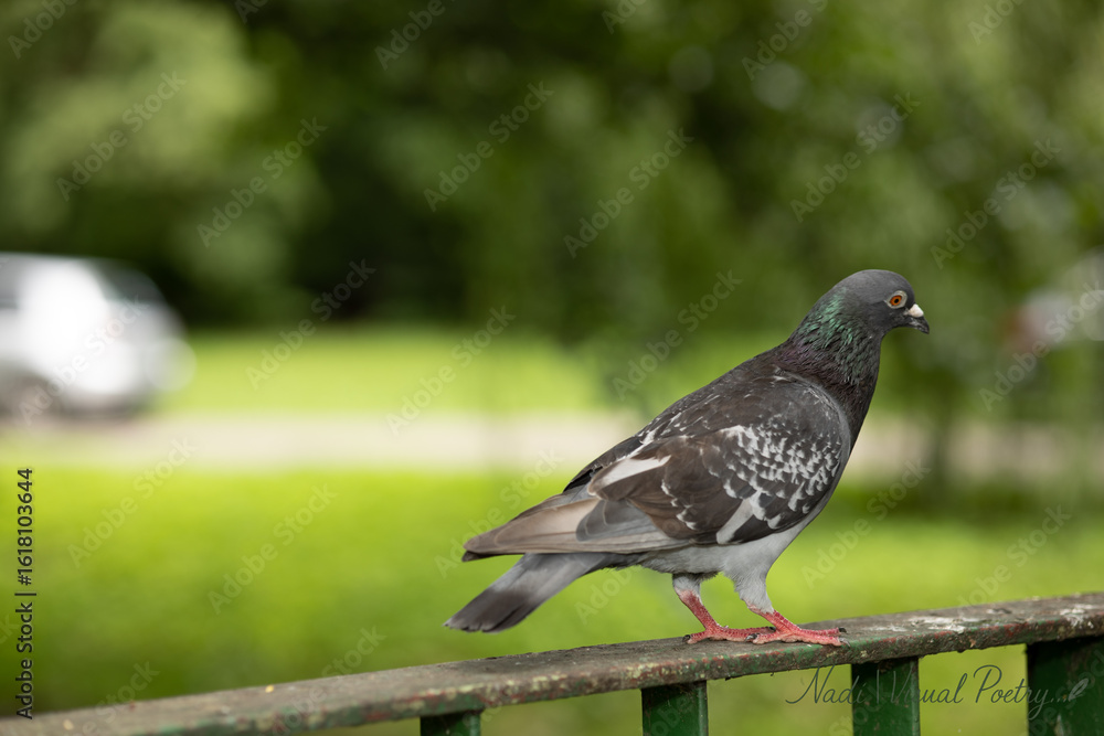 Fototapeta premium pigeon in the park
