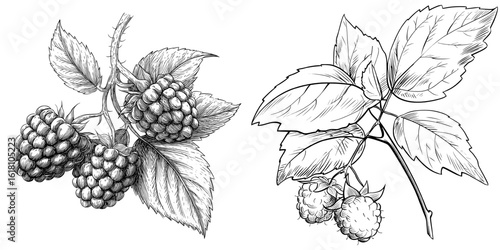 The illustration features a hand-drawn sketch of raspberry, leaf, and berry plant in black and white, created in a modern style with elements commonly used for labels, cards, stickers, menus, and