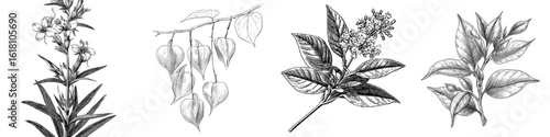 A modern, hand-drawn image of the medicinal plant ivan-tea, featuring black outlines of Chamaenerion angustifolium on a white background, is utilized in traditional medicine