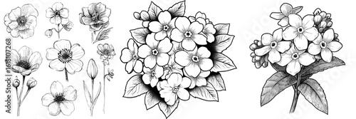 Black brush ink paintings of forget-me-not flowers are showcased in a set of modern floral illustrations on a white isolated background