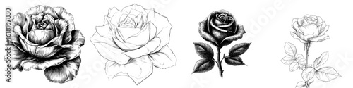 A modern illustration features a rose sketch with a black outline set against a white background