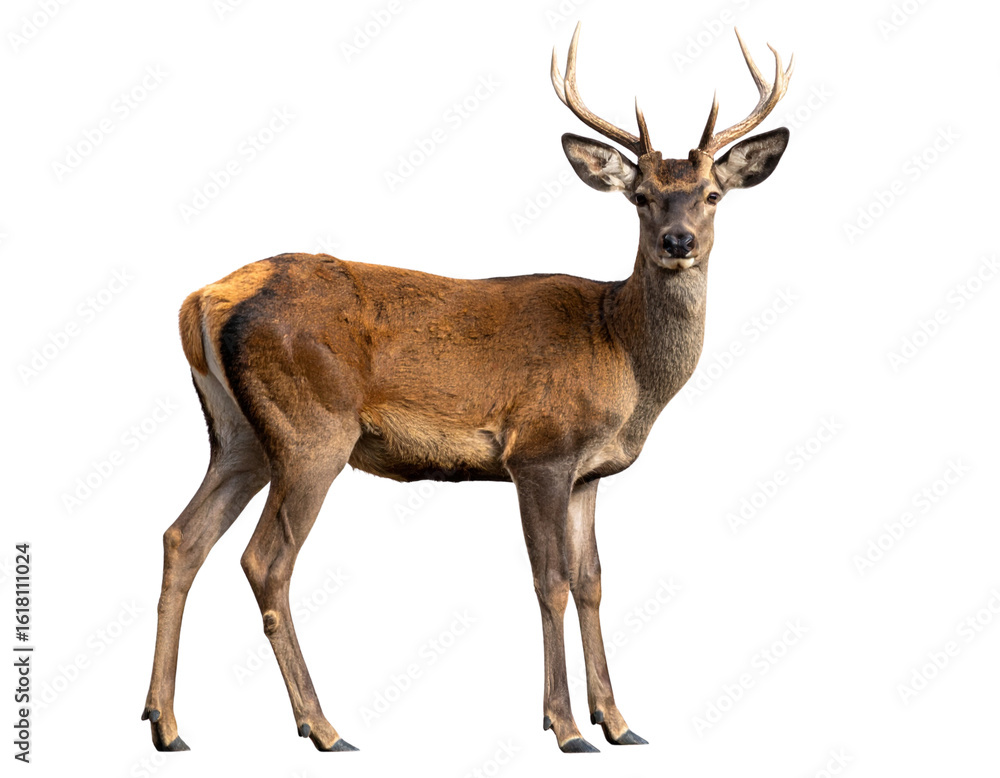 Fototapeta premium Realistic Roe Deer Standing Transparent Background PNG
