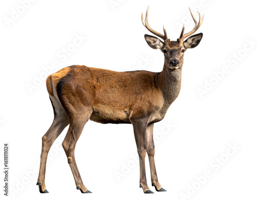 Realistic Roe Deer Standing  Transparent Background PNG