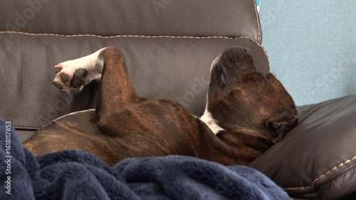 Un jeune chien Staffordshire Bull Terrier bringé dort allongé sur un canapé