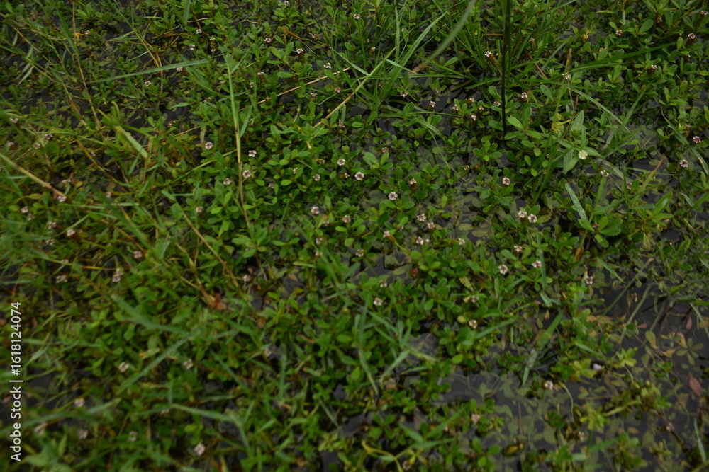 Lush green vegetation fills a field under a cloudy sky. Lush green vegetation fills a field under a cloudy sky.