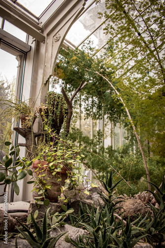 The botanical garden greenhouse, where various plants grow with trailing vines, thorns, long curved trunks, and aloe.
