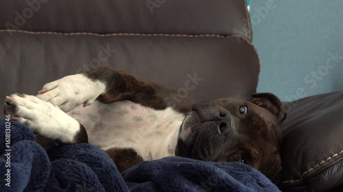 Un jeune chien Staffordshire Bull Terrier bringé au repos allongé sur un canapé