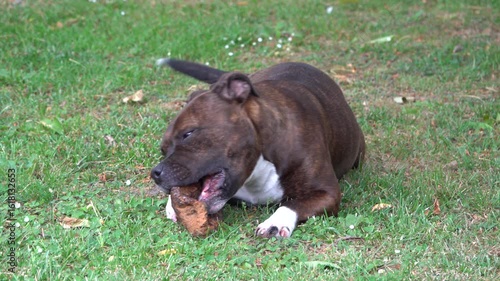 Un jeune chien Staffordshire Bull Terrier bringé joue avec un morceau de bois dans le jardin	