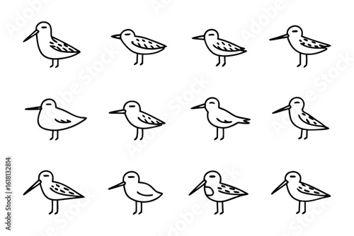Shorebird Variety: A captivating collection of illustrated shorebirds, showcasing diverse species in elegant monochrome, ideal for educational and artistic projects.