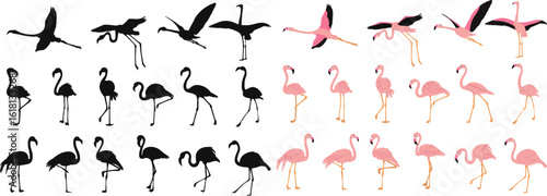 set of flamingo silhouette, vector