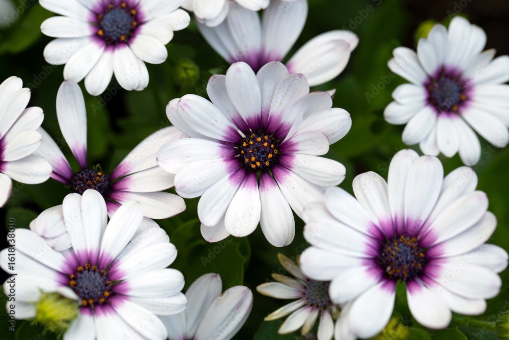 Fototapeta premium White daisy-like flowers of osteospermum. Perennial flowers, gardening, landscape design.
