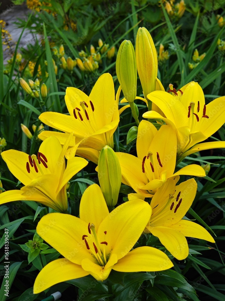 Obraz premium Magnificent lily flowers. Perennial flowers. Gardening, landscape design.