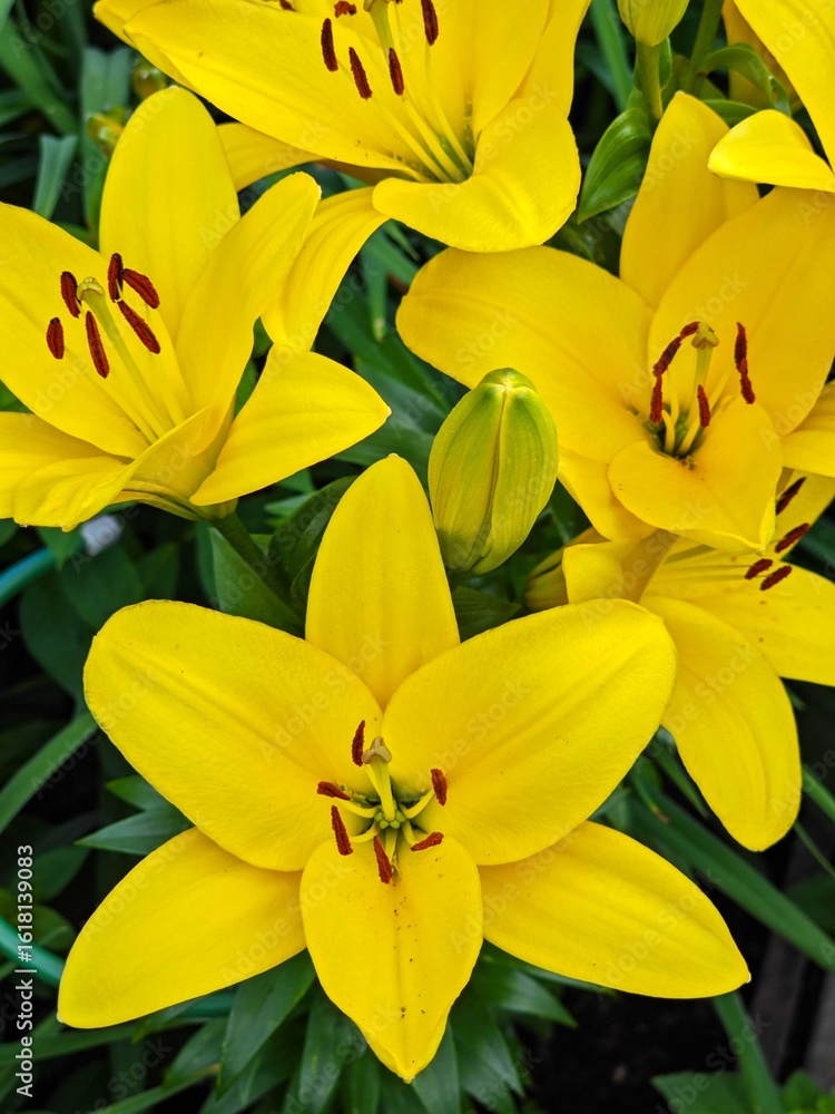 Obraz premium Magnificent lily flowers. Perennial flowers. Gardening, landscape design.
