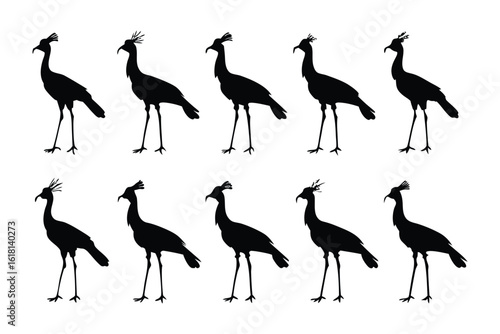 Silhouetted Seriemas: An artistic array of silhouetted seriemas, delicately arranged, offer a striking contrast against a clear backdrop. A mesmerizing representation of these unique birds.