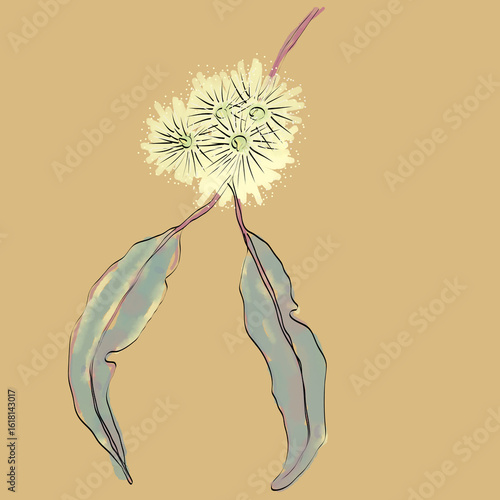 Close up yellow Jarrah blossom on twig with two green gum leaves