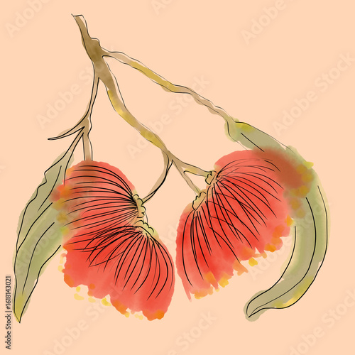 Hand drawn red flowering Eucalypt specimen on orange background