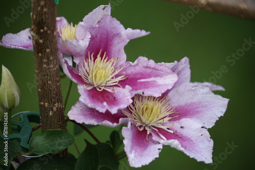 Nahaufnahme von rosa Clematis Blüten im Sonnenlicht.