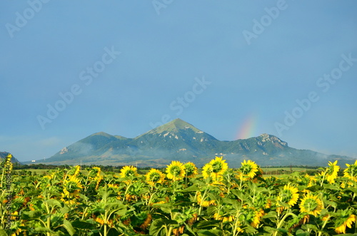 field of sunflowers illuminated by evening sun after rain against the backdrop of Mount Beshtau with a rainbow in the sky