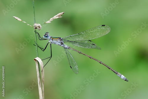 Emerald damselfly, Lestes sponsa male sitting on grass. With spread wings. Side view, close up